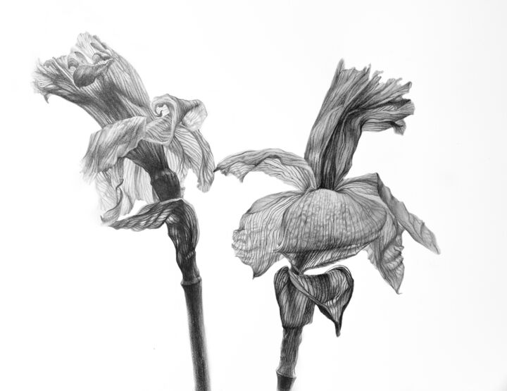 Drawing titled "Daffodils (30x40 cm…" by Alisa Diakova, Original Artwork, Pencil