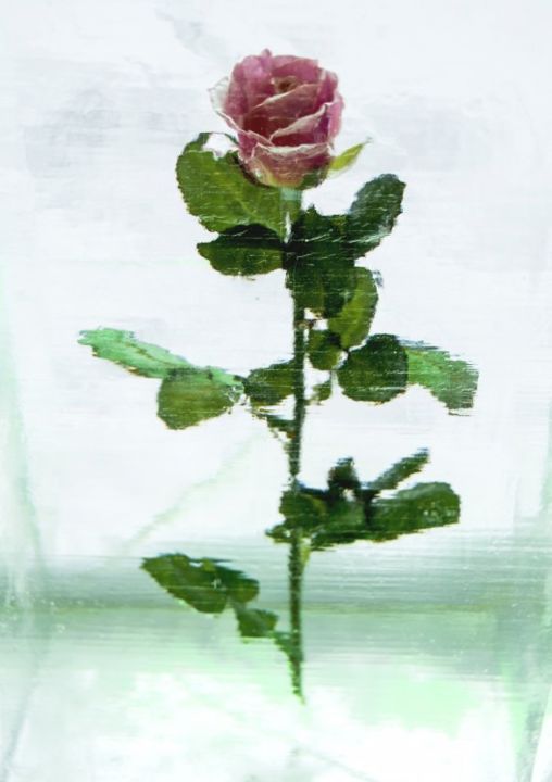 Photography titled "Cold Flower" by Alis La Luna, Original Artwork