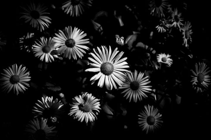 Φωτογραφία με τίτλο "Black and White Spr…" από Alis La Luna, Αυθεντικά έργα τέχνης
