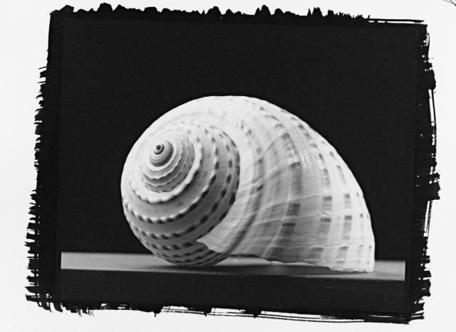 Fotografia intitulada "shell 2" por Allan Razo, Obras de arte originais