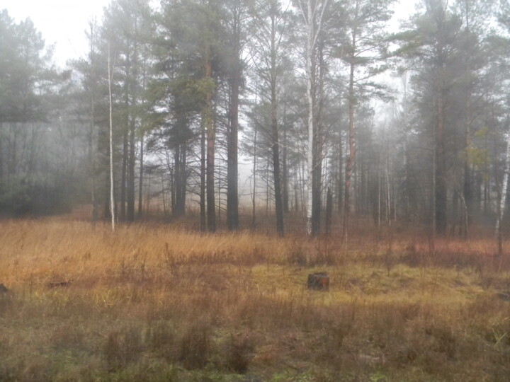 Fotografia zatytułowany „fog.” autorstwa Allians, Oryginalna praca