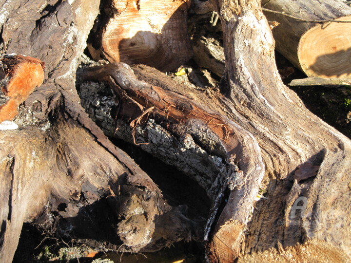 Photographie intitulée "racine d'arbre2.jpg" par Claudette Allosio, Œuvre d'art originale