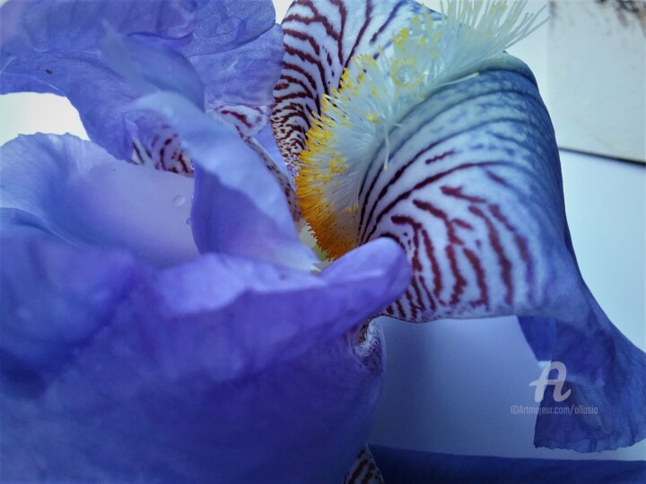 Photography titled "coeur-iris2.jpg" by Claudette Allosio, Original Artwork