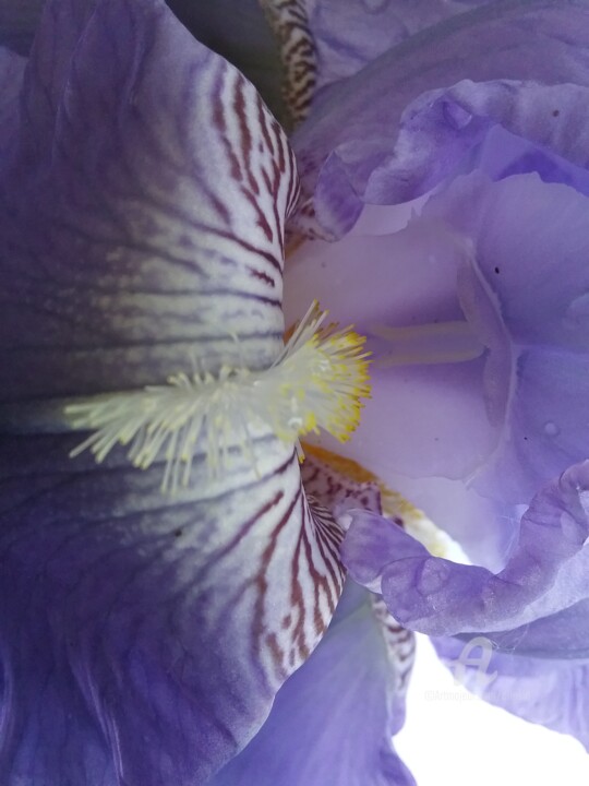 Fotografie getiteld "coeur-iris1.jpg" door Claudette Allosio, Origineel Kunstwerk