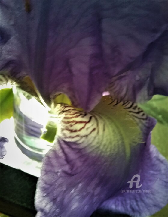 Photographie intitulée "coeur-iris3.jpg" par Claudette Allosio, Œuvre d'art originale