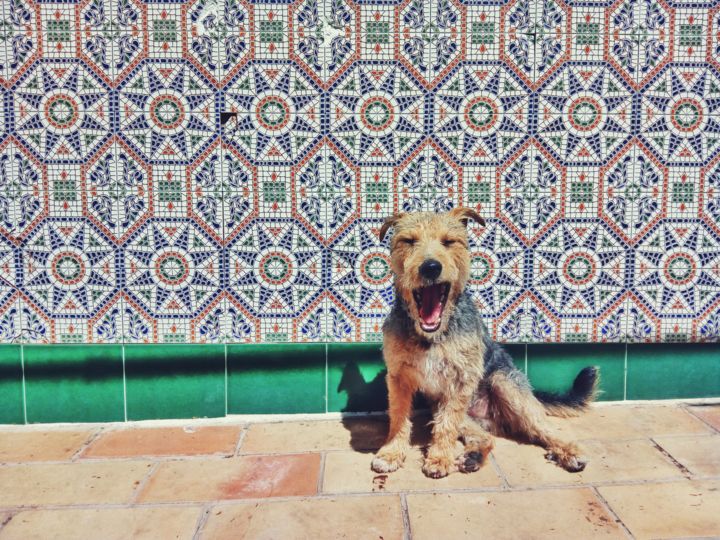 Fotografía titulada "León atacando" por Alonso Clemente Ruiz, Obra de arte original, Fotografía digital