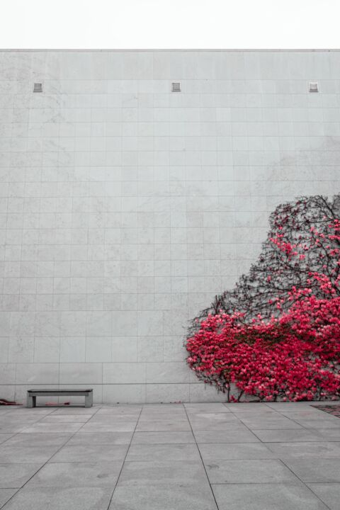 Fotografía titulada "red flowers on conc…" por Alpen Liebe, Obra de arte original, Fotografía analógica