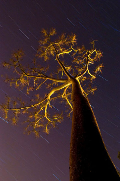 Photographie intitulée "Single Tree" par Altafin, Œuvre d'art originale, Photographie numérique