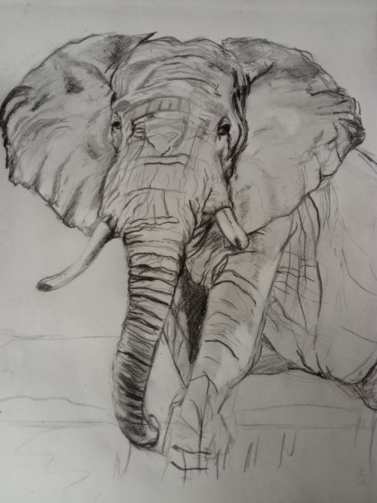 Drawing titled "croquis éléphant" by Amandine Eon, Original Artwork, Conté