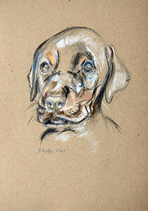 Zeichnungen mit dem Titel "Puppy" von Amelia Urszula Augustyn, Original-Kunstwerk, Bleistift