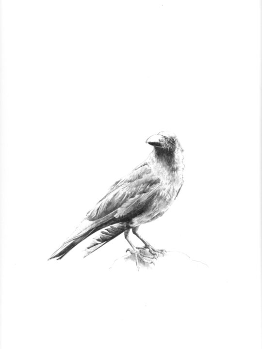Dessin intitulée "Corbeau" par Amélie Helmstetter, Œuvre d'art originale, Encre