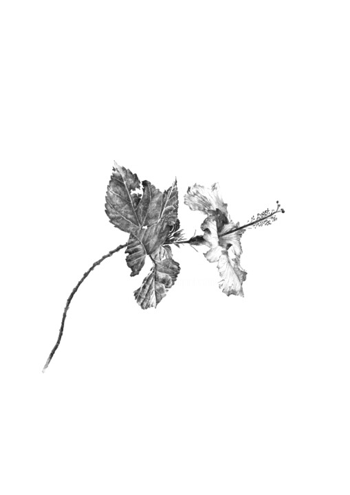 Desenho intitulada "Hibiscus" por Amélie Helmstetter, Obras de arte originais, Tinta