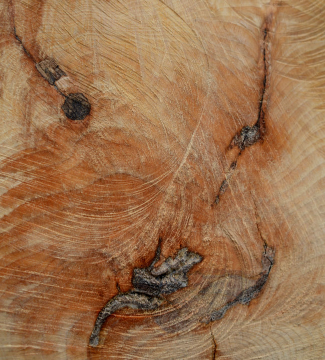 Photographie intitulée "Tête d'Auroch" par Jean-Pierre Amet, Œuvre d'art originale,