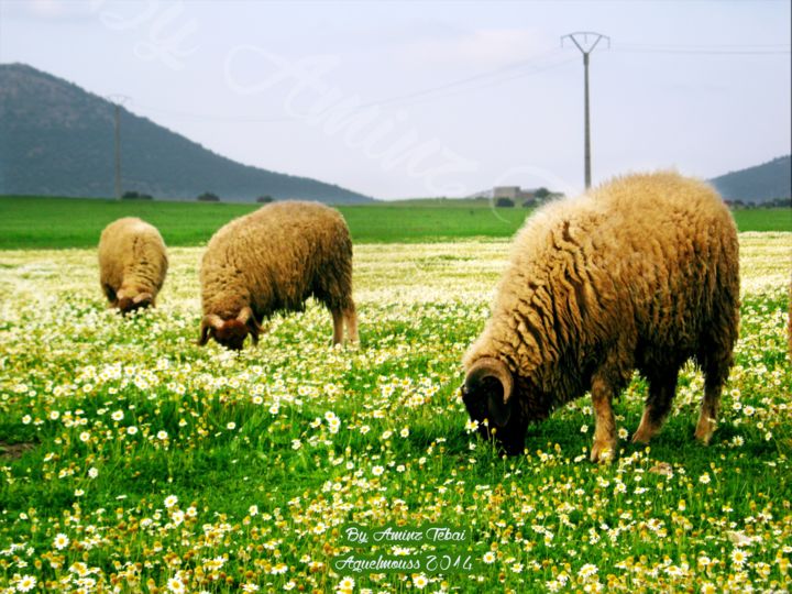 Fotografia intitolato "Sheep in nature" da Amine Tebai, Opera d'arte originale, Altro