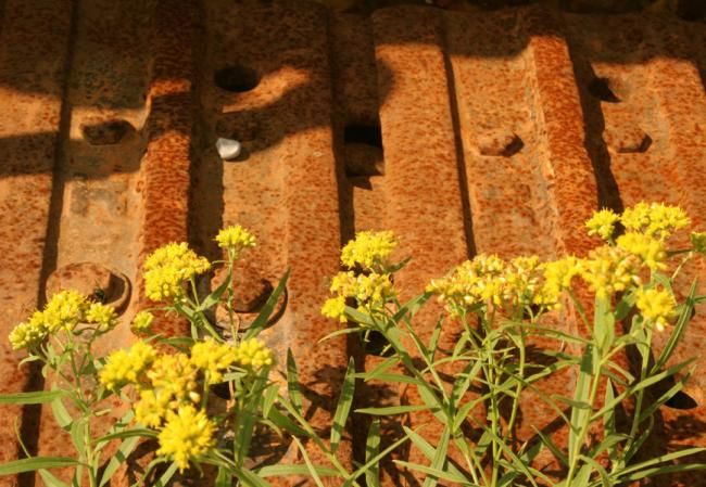 Photographie intitulée "METAL GARDEN" par Anthony Amor, Œuvre d'art originale,