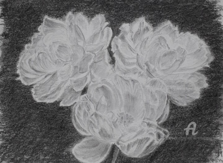 Drawing titled "Pivoines" by Ana Maria Rodriguez (AnaRz), Original Artwork, Charcoal