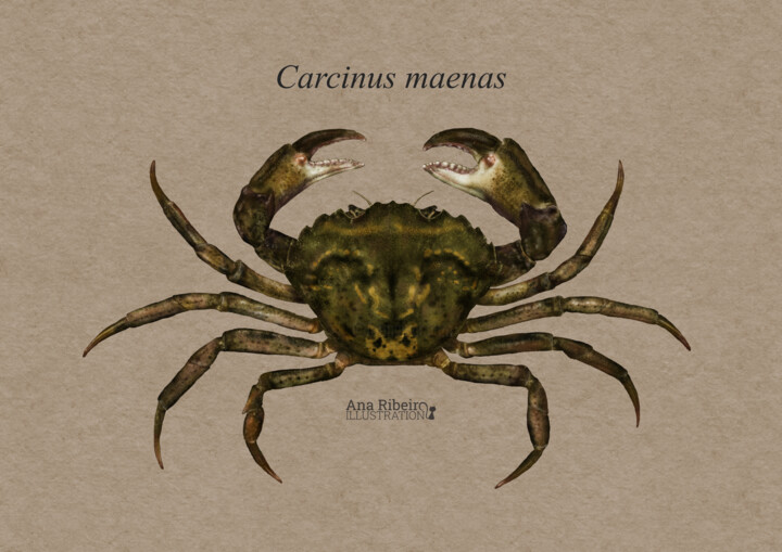 Digital Arts titled "Carcinus maenas" by Ana Ribeiro (Ana Ribeiro Illustration), Original Artwork, Digital Painting