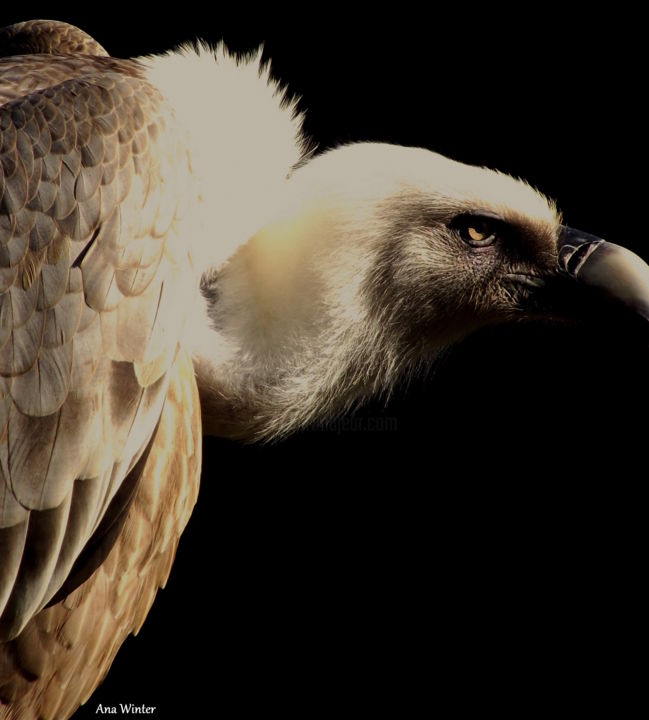 Photographie intitulée "The Griffon Vulture" par Ana Winter, Œuvre d'art originale
