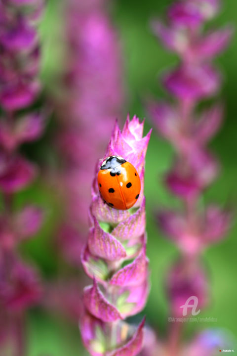 Photographie intitulée "Petit bonheur matin…" par Ana Felidae, Œuvre d'art originale