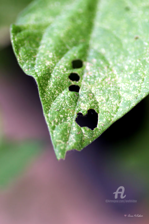 Photographie intitulée "Déclaration au jard…" par Ana Felidae, Œuvre d'art originale, Photographie numérique