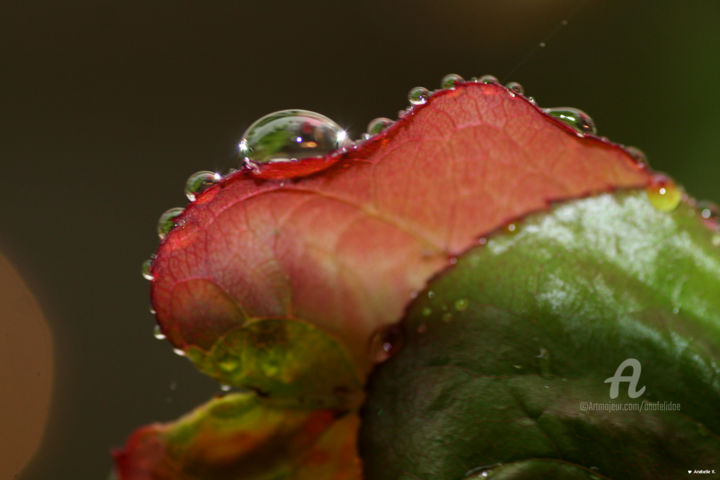 Фотография под названием "Perles de pluie" - Ana Felidae, Подлинное произведение искусства, Цифровая фотография
