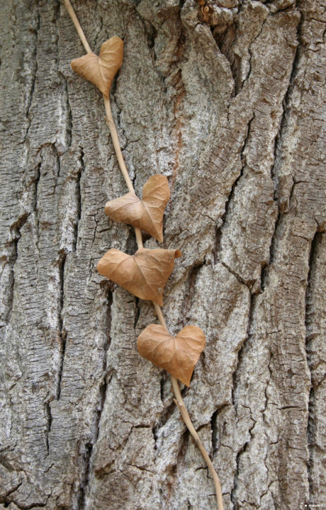 Photographie intitulée "Love is everywhere.…" par Ana Felidae, Œuvre d'art originale