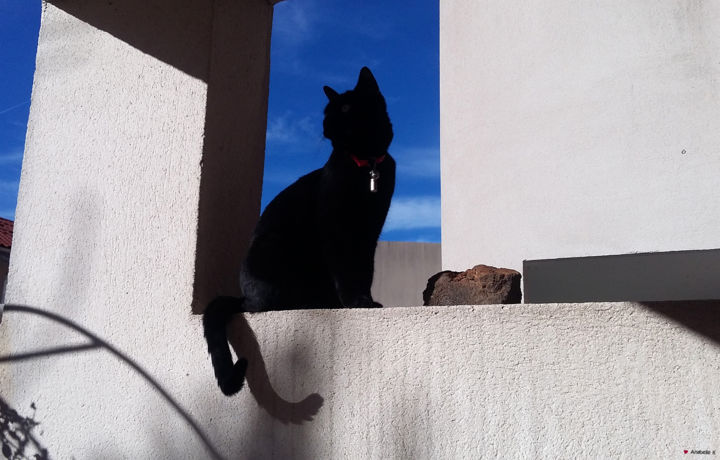 Photography titled "Black cat in geomet…" by Ana Felidae, Original Artwork, Digital Photography