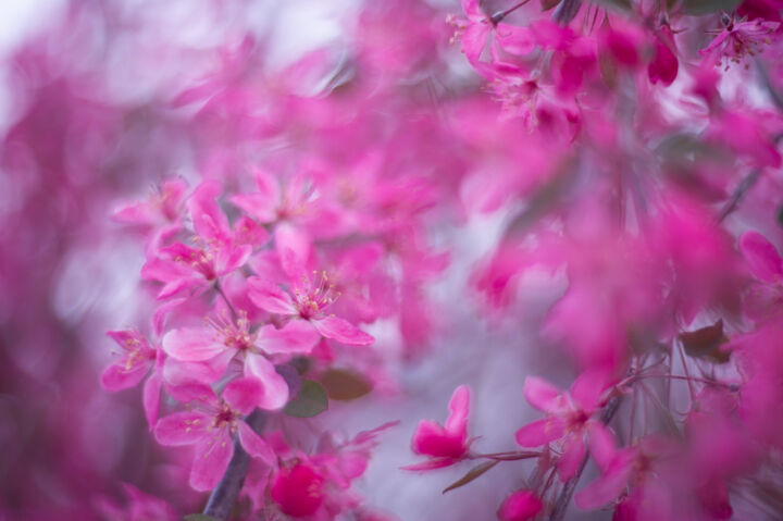 Фотография под названием "Spring mood" - Анастасия Ломаева, Подлинное произведение искусства, Цифровая фотография