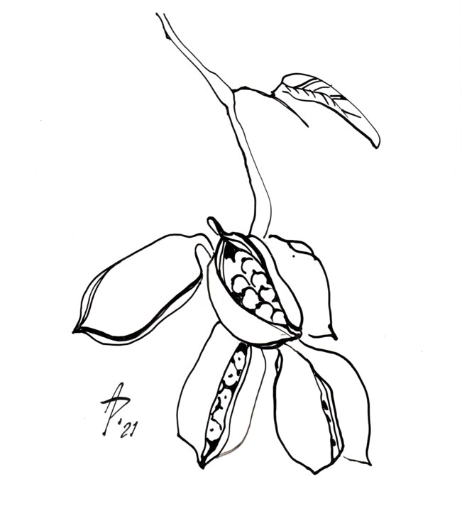 Tekening getiteld "Brachychiton branch…" door Anastasiia Potelova, Origineel Kunstwerk, Inkt