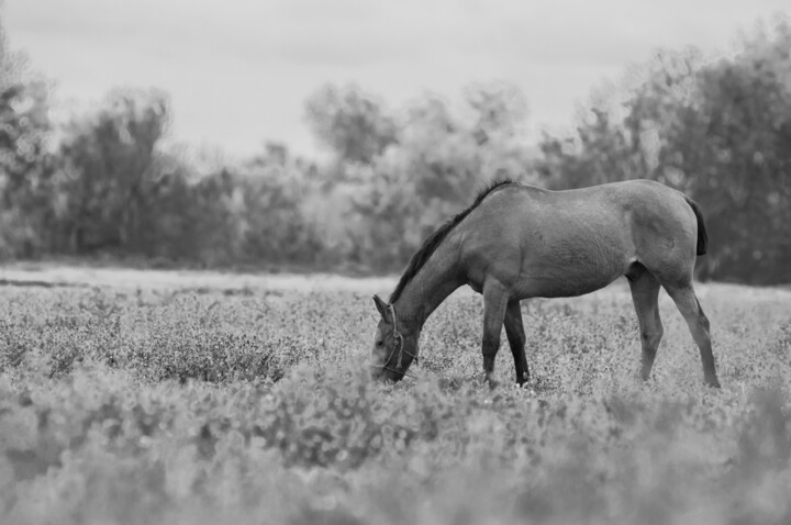 Фотография под названием "Caballo Marismeño" - Anaya, Подлинное произведение искусства, Цифровая фотография