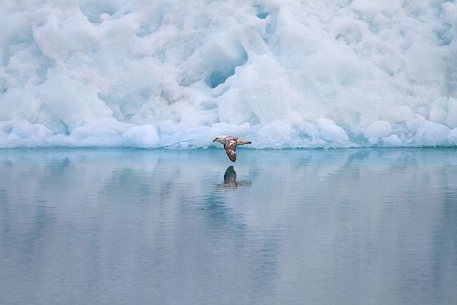 Fotografie getiteld "Bird, ice and water" door Anders Peter, Origineel Kunstwerk