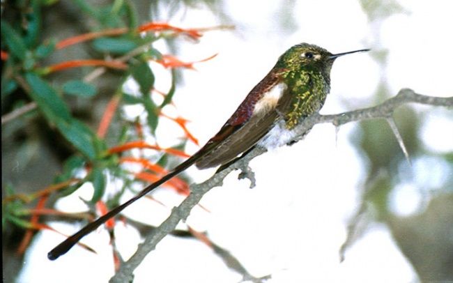 Fotografie mit dem Titel "colibri 2" von Gustavo Horacio Andino, Original-Kunstwerk
