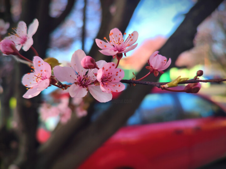 Photography titled "Cherry Blossom" by András Lamp, Original Artwork, Digital Photography