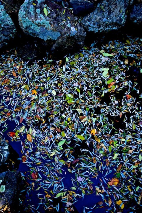 Fotografia intitulada "Garden Wild, III" por Andre Baranowski, Obras de arte originais, Fotografia digital