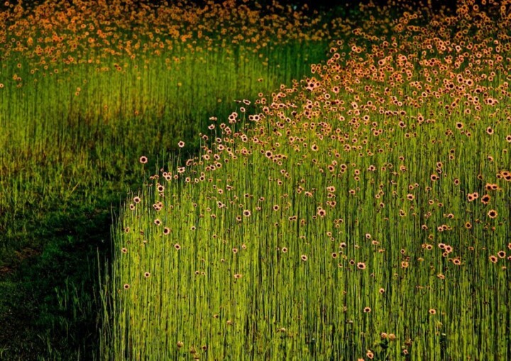 Fotografia zatytułowany „Garden Wild, XI” autorstwa Andre Baranowski, Oryginalna praca, Fotografia cyfrowa