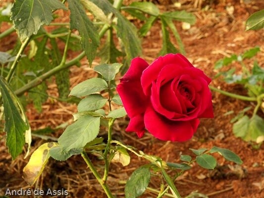 Fotografia intitulada "Rosa vermelha" por André De Assis, Obras de arte originais