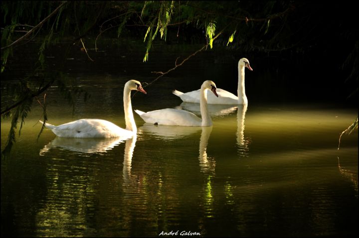 Fotografia zatytułowany „Les cygnes dans la…” autorstwa André Galvan, Oryginalna praca