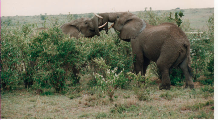 Fotografie mit dem Titel "safari-photo-1-keny…" von André Goinaud, Original-Kunstwerk