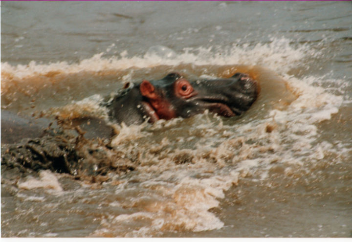 Photographie intitulée "safari-photo-2-keny…" par André Goinaud, Œuvre d'art originale