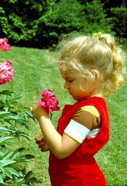 Fotografia zatytułowany „Belle pivoine” autorstwa André Pelletier, Oryginalna praca