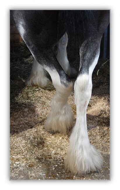 Photographie intitulée "Belles pattes" par André Pelletier, Œuvre d'art originale