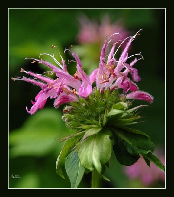 Photography titled "Monarde rose" by André Pelletier, Original Artwork