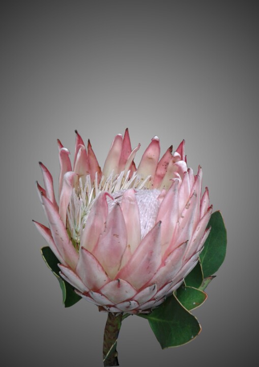 Photography titled "Protea Ice-Cream -…" by André Pillay, Original Artwork