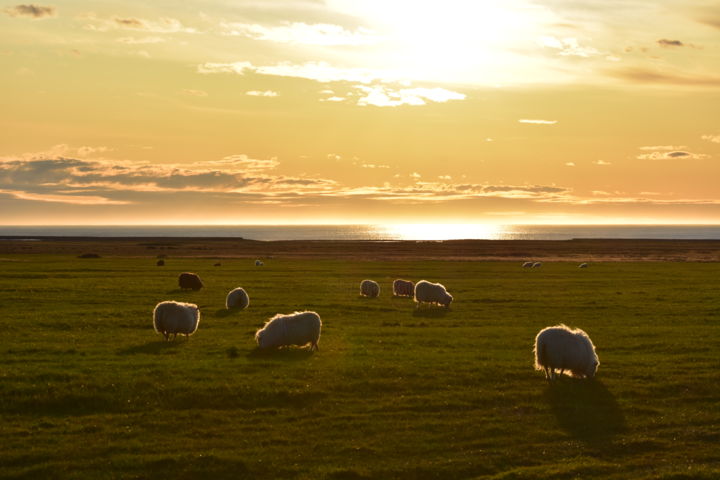 Fotografia intitolato "moutons islandais" da Andréa Geneix, Opera d'arte originale, Fotografia digitale