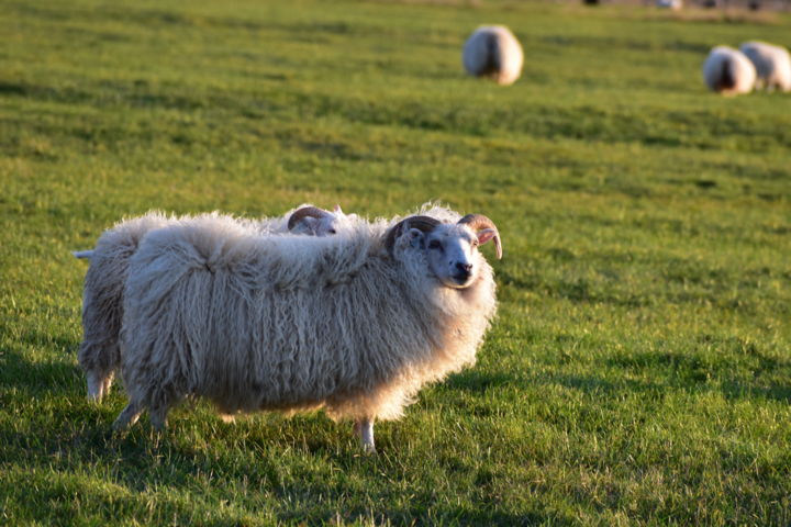 Fotografia intitolato "moutons islandais" da Andréa Geneix, Opera d'arte originale, Fotografia digitale
