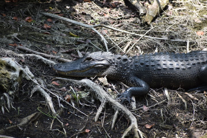 Fotografie mit dem Titel "alligator en floride" von Andréa Geneix, Original-Kunstwerk, Digitale Fotografie
