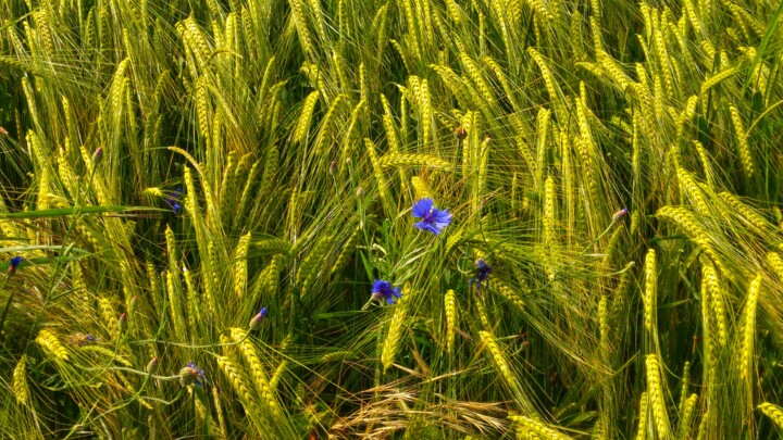 Fotografie mit dem Titel "Kornblume im Feld" von Andrea Meister, Original-Kunstwerk, Digitale Fotografie