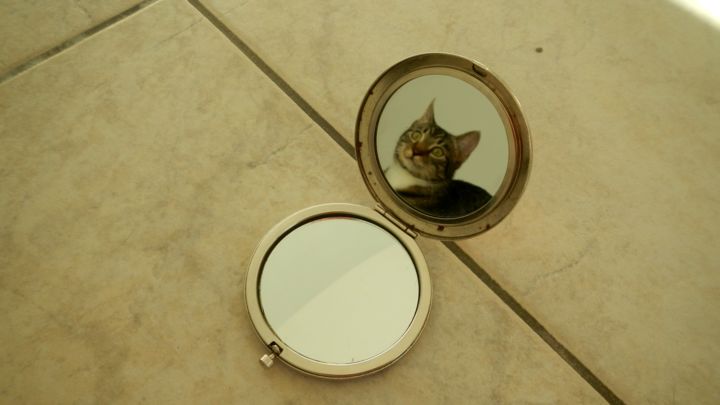 Fotografie mit dem Titel "Purrfect reflection" von Andreea Todor, Original-Kunstwerk, Digitale Fotografie