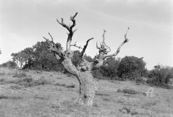Фотография под названием "Мёртвый дуб Рога Ст…" - Andreï Barinoff, Подлинное произведение искусства, Пленочная фотография
