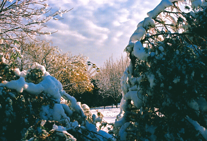 Фотография под названием "Парк зимой" - Andrey Petrosyan, Подлинное произведение искусства, Пленочная фотография